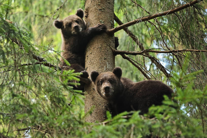 Этим медвежатам девять месяцев, они уже уверенно взбираются по дереву