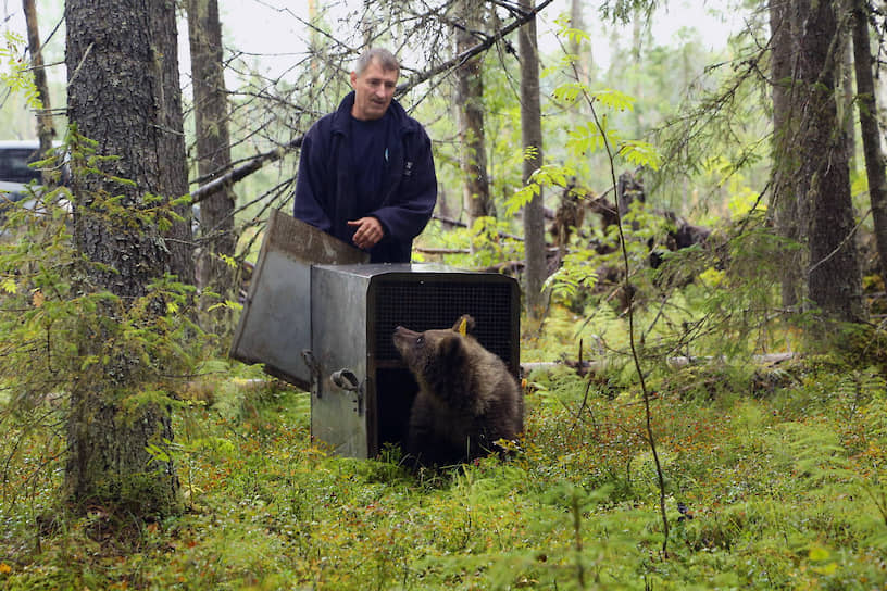 Возвращают в дикую природу медведей на малой родине