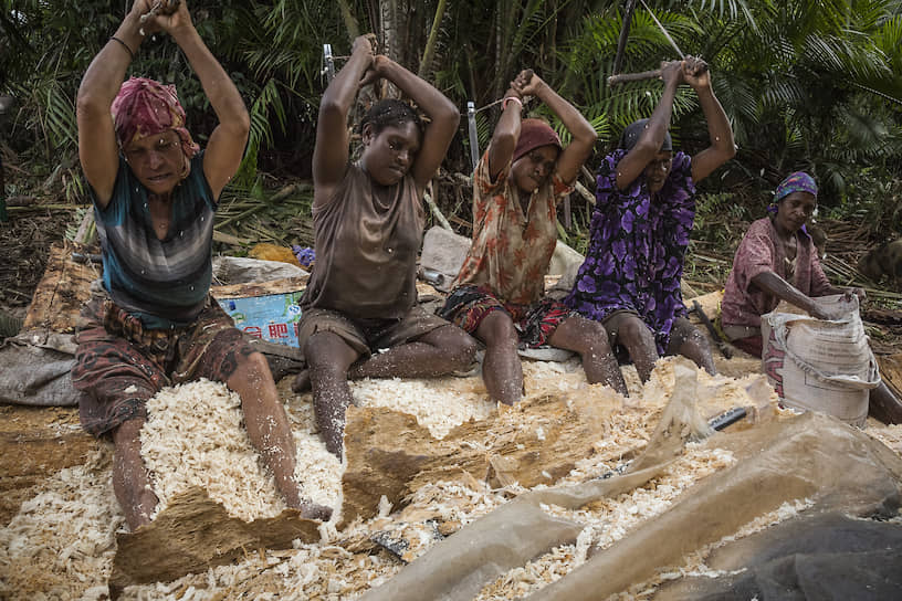 Так с помощью деревянных инструментов «мамбу» женщины извлекают сердцевину из пальмы саго