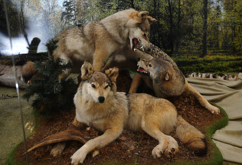 Волки в экспозиции  отдела природы