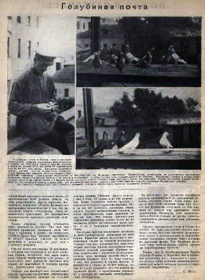 В 1925 году «Огонек» всерьез писал о возрождении голубиной почты