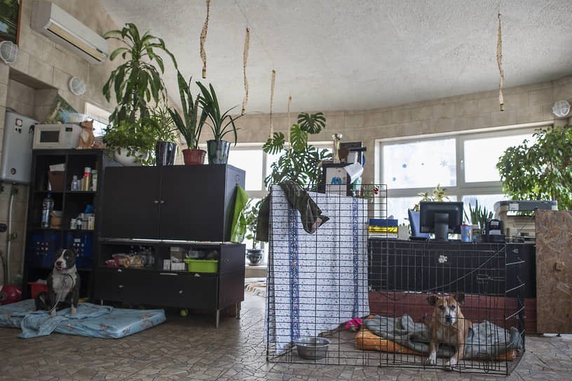 Это действительно уникальный приют: для собак кроме уличных вольеров есть еще и специальное здание, где они живут в отдельных комнатах