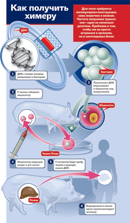 Создание химер. Получение химерных животных. Слияние эмбрионов получение химер. Методы получения химерных организмов. Химерные вакцины.