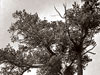 Тот самый дуб из сказочного Лукоморья после поджога в 2000 году. Таким (фото вверху) он был в 1975-м