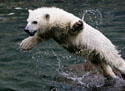 Белый медвежонок в зоопарке Петербурга. Фотограф Александр Демьянчук
