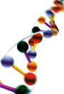 В ближайшие несколько десятков лет, считают ученые, главным направлением в генетике будет генетика молекулярная, изучающая возможности и свойства ДНК