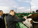 Саратовская область. Президент приручает бычка. Дмитрию Аяцкову (слева) это нравится