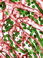 На фото — увеличенные в 27 тысяч раз частицы вируса гриппа А (зеленые) и созданные генными инженерами клетки МДСК (красные), используемые в вакцинах