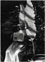 Карой Эшер: Ангел мира.1938. 28.5x39 cм