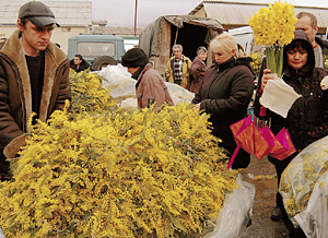 Появление желтых пушистых цветков на городских рынках — верный признак прихода весны