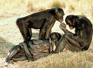 Социальную структуру шимпанзе-пигмеев можно сравнить с той, которая существовала у хиппи 60-х. Если бы обезьяны могли сформулировать свой девиз, они выразили бы его именно так: «Занимайтесь любовью, а не войной»