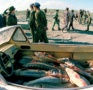 Эта рыба конфискована у азербайджанских пиратов на Северном Каспии