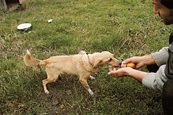 Собачья радость: в Абхазии это тоже мандарины