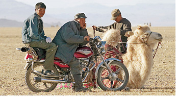Верблюд для скотоводов пока еще удобней мотоцикла