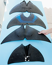 Каучуковый хвост японской дельфинихи Фудзи