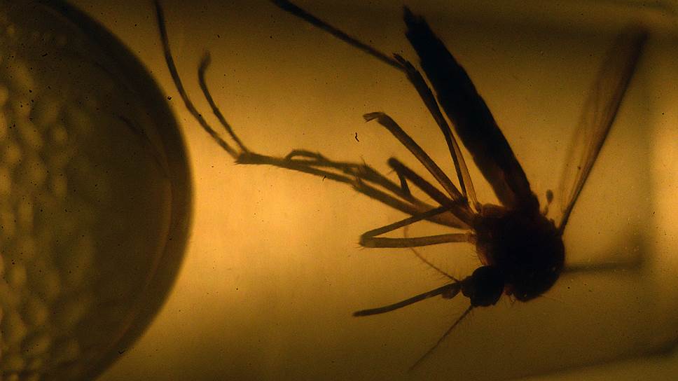 &lt;b> ПЕРЕНОСЧИК ПАНИКИ&lt;/b>&lt;br>
08.02.2016&lt;br>
Знакомьтесь: так выглядит комар желтолихорадочный, или Aedes aegypti — переносчик вируса Зика. По наблюдениям ученых, подтвержденных многочисленными примерами, вирус Зика в крови матери способен вызвать дефекты плода и стать причиной микроцефалии у новорожденного (уменьшения размера головы). В Бразилии, являющейся очагом распространения вируса, власти уже рекомендовали женщинам хотя бы в ближайшие полгода не заводить детей. Между тем, вирус успел добраться до Европы — вместе с инфицированными туристами. Отечественные вирусологи, однако, не советуют лишний раз волноваться: во-первых, у нас таких комаров нет, во-вторых, случаи передачи инфекции каким-либо другим путем, помимо укуса &quot;желтолихорадочного&quot; насекомого, не установлены. Когда изобретут вакцину (а на это уйдет год-два), к вирусу Зика будут относиться так же спокойно, как сейчас к краснухе &lt;br>