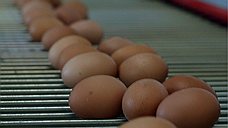 Куриные яйца вызвали вопросы у "Народного фронта"