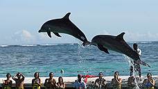"Дельфины и морские котики могут представлять военную опасность"