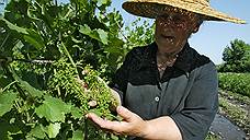 "Упрощение жизни виноделов будет способствовать развитию сельского хозяйства"