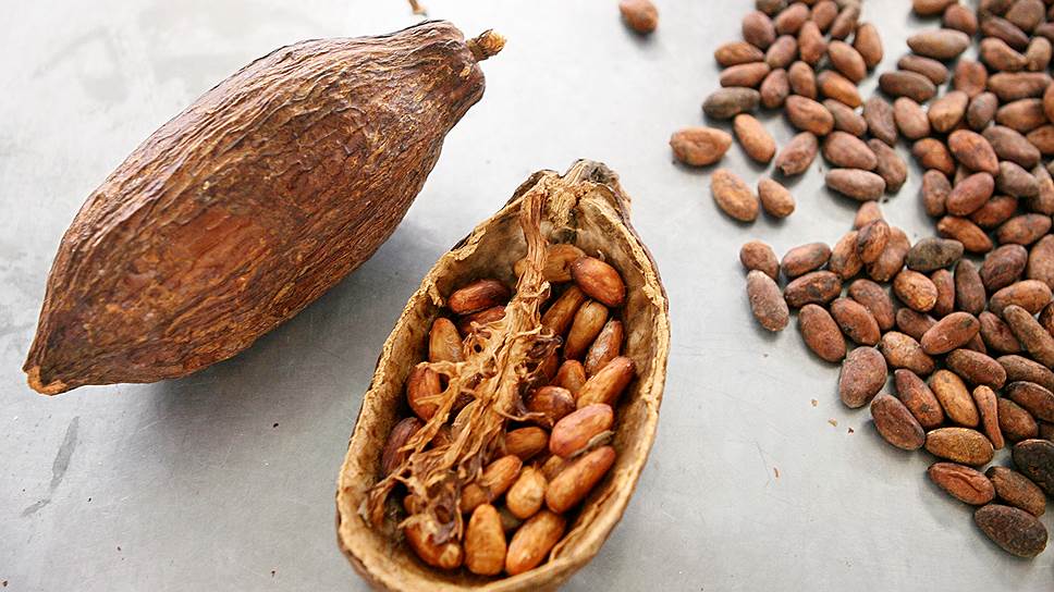 Как посадить какао в майнкрафте
