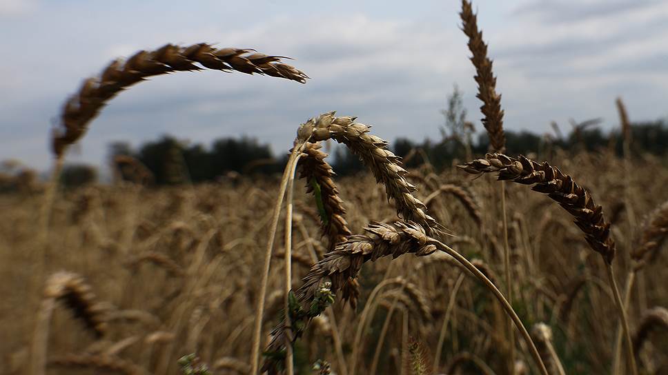 «Высокие урожаи пшеницы в ближайшее время повторяться не будут»