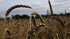 «Высокие урожаи пшеницы в ближайшее время повторяться не будут»