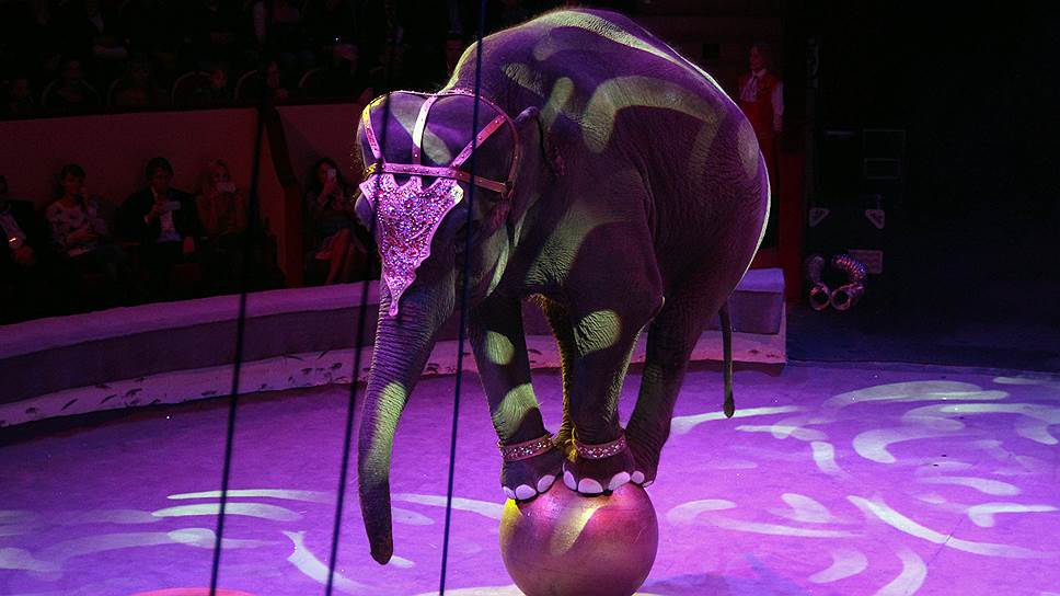 Можно ли «импортозаместить» цирковое искусство