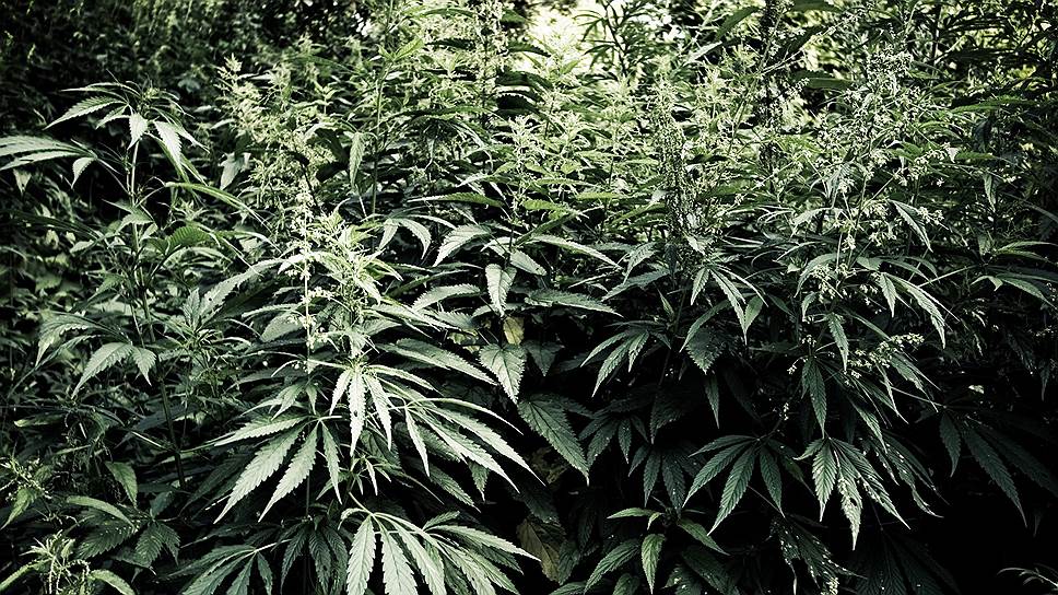 Легализация марихуаны: почему одни страны узаконили каннабис, а другие нет