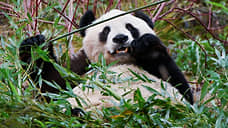 Китай «отзывает» британских панд