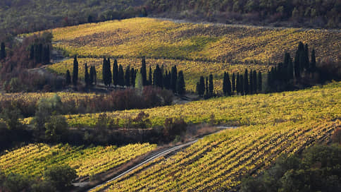 Виноделы подстраиваются под климат // Как потепление сказывается на европейских виноградниках