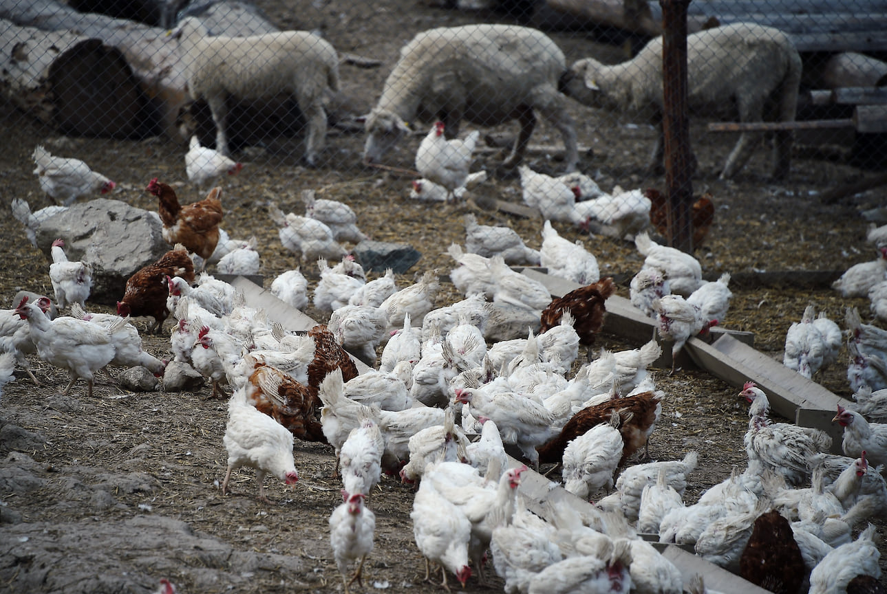 Новые стандарты должны снизить негативное влияние птицефабрик и свинокомплексов на природу