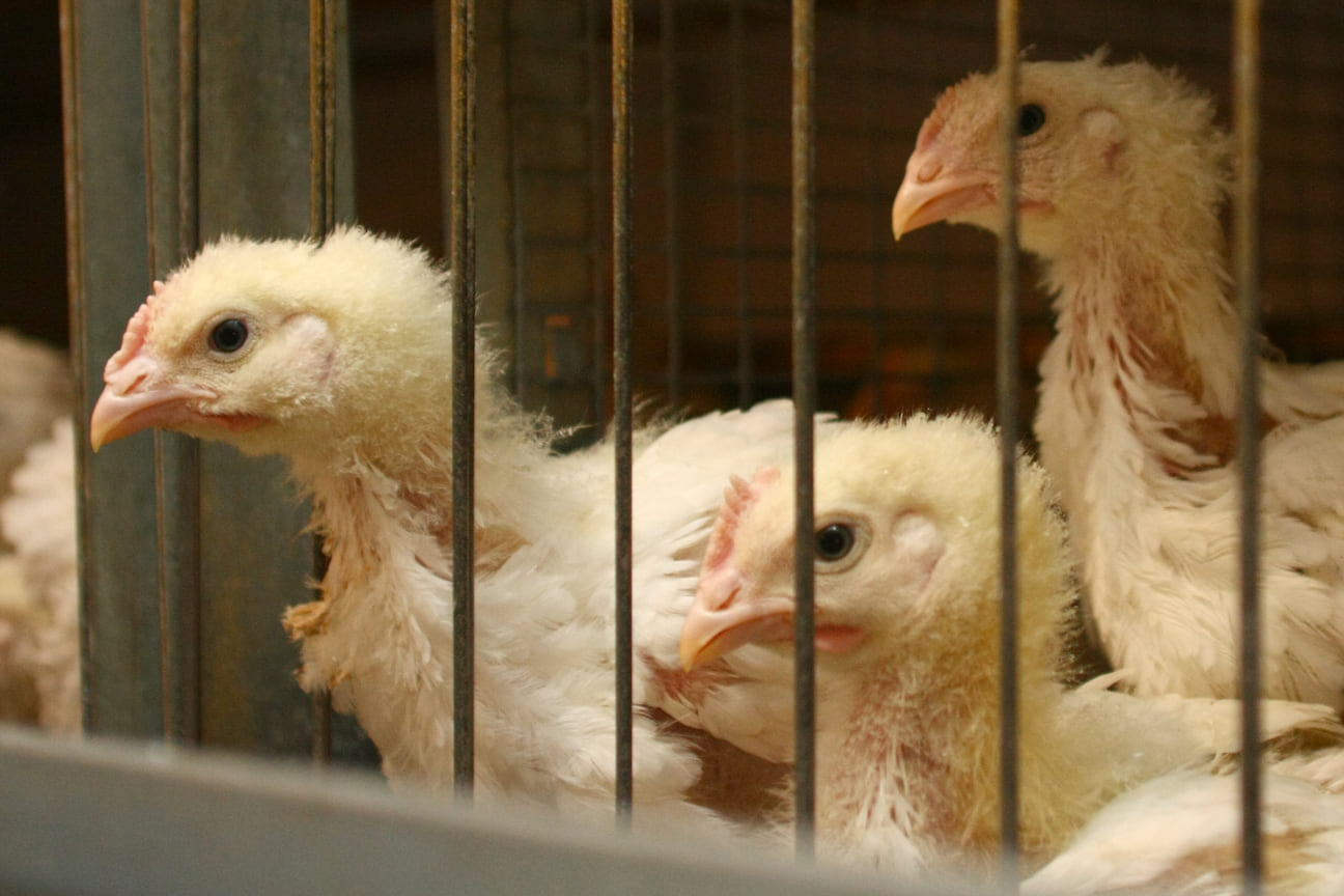 Руководство «Рависа» заявляет, что производство на птицефабрике нельзя останавливать даже на минуту