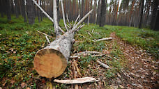 Экологи не отсудили лес