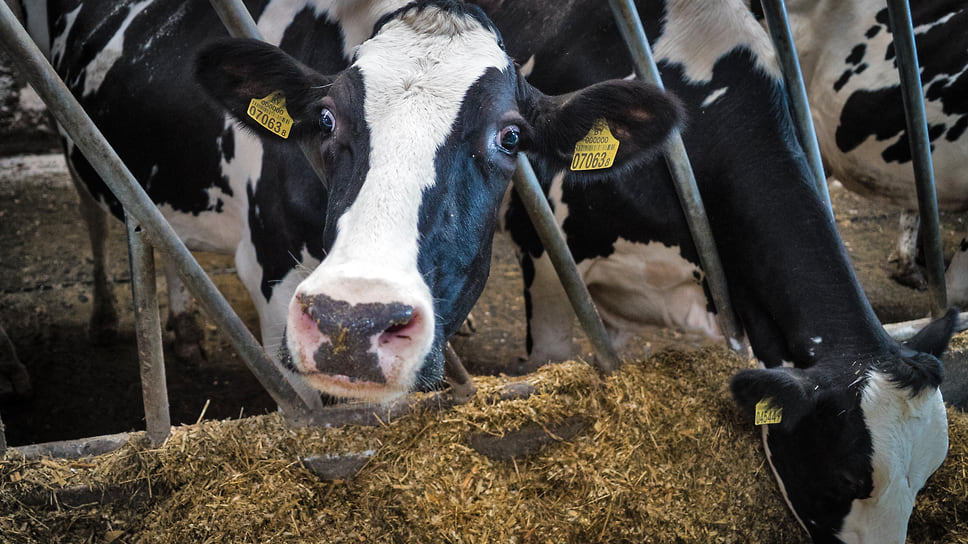В 2022 году с рынка кормовых добавок для животных ушли более 50 иностранных компаний