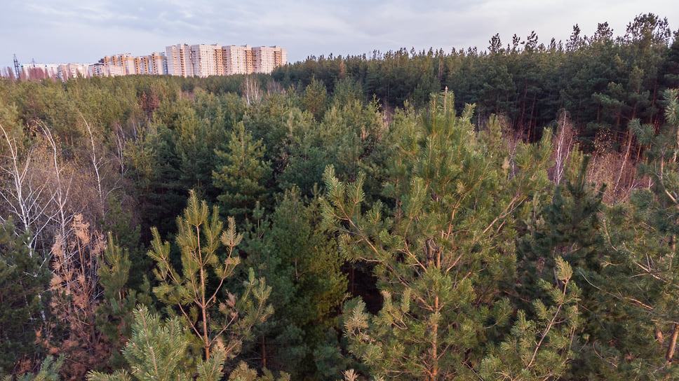 В 2018 году попытка создать зеленый пояс вокруг Челябинска провалилась