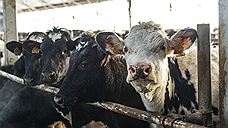 В Челябинской области вдвое выросла финансовая господдержка животноводства