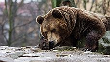 В сезон охоты на Южном Урале разрешили добычу 67 медведей