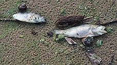 В Курганской области не могут установить причины массовой гибели рыбы в озере Старое