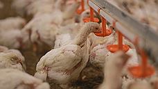 Магнитогорская птицефабрика, несмотря на запрет, продолжает складировать куриный помет на сельхозземлях