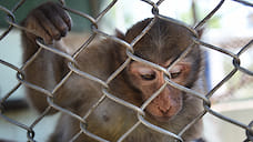 В Челябинской области на границе с Казахстаном задержали шесть обезьян
