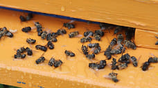 В Челябинской области возбудили дело по факту массовой гибели пчел