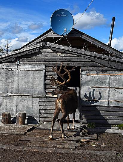На Ямале готовится массовая вакцинация оленей от сибирской язвы