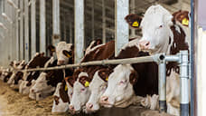 Свердловские власти подписали соглашение о создании молочно-товарной фермы