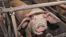 На тюменской ферме из-за поражения электричеством погибли около тысячи свиней