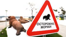 На Ямале разработают программу по сохранению лежбища тысячи моржей