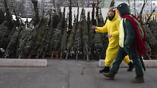Екатеринбург попал в список городов с самыми дешевыми живыми елками