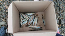 На Ямале увеличили разрешенный объем вылова рыбы для коренных народов