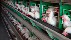 Птицефабрика Рефтинская поставит в Китай 1,6 тыс тонн птицы