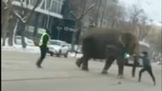 На дорогу в центре Екатеринбурга выбежал цирковой слон