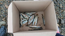На Ямале с начала года выловили более 5 тысяч тонн рыбы